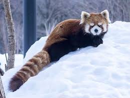 rio s story レッサーパンダアルバム レッサーパンダ 動物 かわいい パンダ