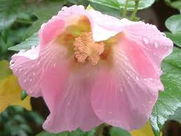 Image result for Hibiscus mutatus