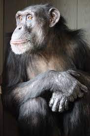 The Ties That Bind Honey B And Her Mother Missy Are Very Different People But The Similarities Are There Chimpanzee Jane Goodall Primates