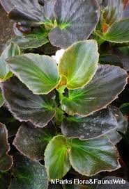 Image result for begonia semperflorens