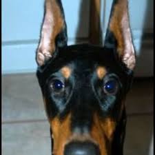 Nov 01, 2020 · pros of having a doberman with uncropped ears and tail: Doberman Ear Cropping Is It Necessary Hubpages