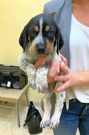 Bluetick hound hound breed hound dog true hound puppy bluetick coonhound training bluetick coonhound puppy blue tick coonhound bluetick coonhound smokey bluetick coonhound hunting. These New York City Based Puppies Are Up For Adoption And In Need Of A