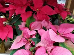 If you are sensitive to the milky, latex sap in the poinsettia you could develop a skin rash. Growing And Caring For Poinsettia Umn Extension