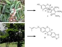 Image result for Millettia dura