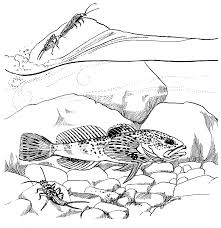 Can be used as tattoo model. Https Www Fws Gov Natchitoches Images Coloring 20pages Fish Coloring Pages Pdf