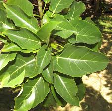 Image result for Ficus polita