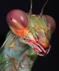 This is a thumbnail of the praying mantis to label. How Does A Praying Mantis Mouth Work Quora