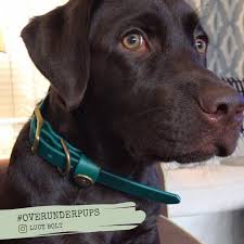 Your Best Friend Should Look Good Too The Over Under Alpine Green Was A Good Choice Birdie Waterproof Dog Collar Water Dog Dogs