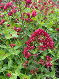 Image result for Centranthus