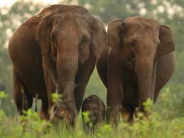Elephas Maximus Asian Elephant
