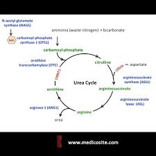 Urea Cycle Steps Of Urea Cycle Disorders Of Urea Cycle