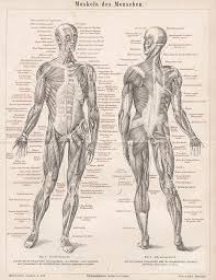 The clavicle bone which is always a first a few words about anatomy: 1879 Engraving Print Anatomy Human Body Muscular System Muscles Digital Art By Mn Digital