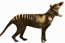 This catlike creature has a striped pelt and whiskers that jut from a long by most standards, a thylacine's senses aren't impressive. Be Vewy Quiet I M Huntin Tiger And Murderers Australian Gothic At The Bilf The Beijinger