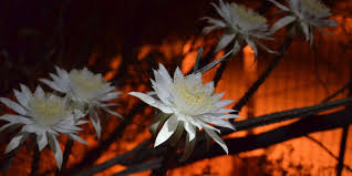This cactus is popular with growers because its grows fast and roots easily. Tohono Chul Mass Blooming Of The Queen Of The Night Happening Saturday Night