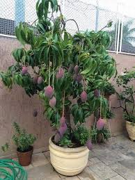 How to plant your fruit tree in a container you will need. It Will Be Nice When Malawians Are Growing Fruit Trees In Containers At Home E G In Bags Drums Or Pots Malawi Chitukuko