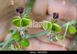 Image result for Ceropegia haygarthii