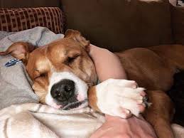 Boxer Lab Mix A Look At What Boxadors Are K9 Web