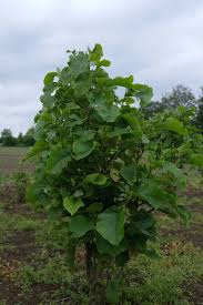 Image result for magnolie sunsation