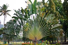 Image result for Trilepisium madagascariense