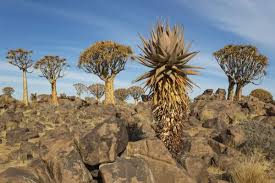 Image result for Aloe littoralis