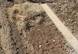 Ensuite, vous devez les planter dans un récipient avec un mélange de terre de. Planter Les Pommes De Terre Sous Paillis Gamm Vert