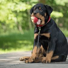 Rottweiler Puppy Not Growing What You Must Know The German Shepherder