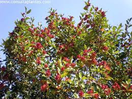 Image result for Combretum kraussii