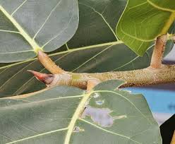 Image result for Ficus lutea