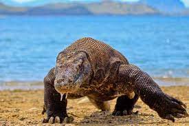 Can Komodos Be Pets 16 Impressive Komodo Dragon Facts Animalhow Com