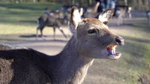 They are truly remarkable creatures; Deer Eating Carrot By The Lake Close Up Shot 4k Stock Video Adobe Stock