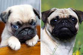You might look a bit grumpy, but you're just a crumpled up ball of fun! We Ll Give You A Puppy You Tell Us The Dog Breed