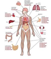 Sistem saraf manusia tersusun dari sistem saraf pusat dan sistem saraf tepi lapisan luar mengandung serabut saraf dan lapisan dalam mengandung badan saraf. Organ Tubuh Manusia Integrasi Science