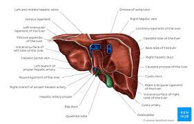 Start studying parts of the liver. Liver And Gallbladder Anatomy Location And Functions Kenhub