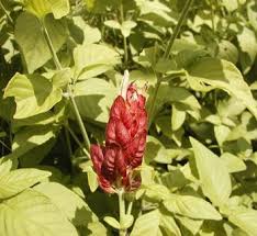 Image result for Justicia petiolaris