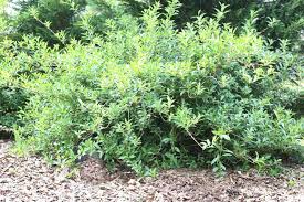 Renovation Pruning For Overgrown Forsythia Vs Hard Pruning Forsythia Pruning Forsythia Forsythia Bush Forsythia