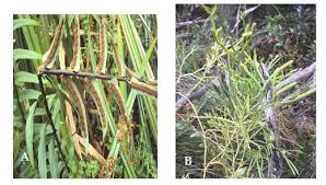 Image result for Asplenium friesiorum