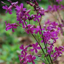 Image result for Silene abyssinica