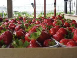 Accueil Les P Tits Fruits Du Maneguen
