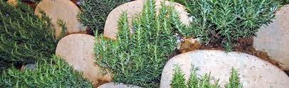 The full disclosure statement is here. Growing Rosemary In Zone 5 Melinda Myers