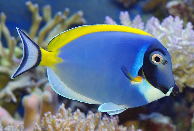 Powder Blue Tang - For The Fishes