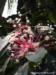 Image result for Clerodendrum toxicarium