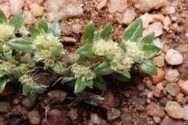 Image result for Guilleminea densa