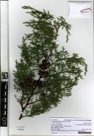 Image result for Cupressus torulosa