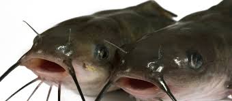 I don't normally see huge koi for sale in pond supply places, so it's hard to imagine your garden variety koi fish eating a channel cat. 12 Fundamental Channel Catfish Fishing Tips