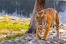 Wildlife Photography Wildlife Photography Siberian Tiger Wildlife