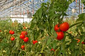 Here is a video i made of the process from start to finish: Greenhouse Grown Tomatoes Learn How To Grow Tomatoes In A Greenhouse