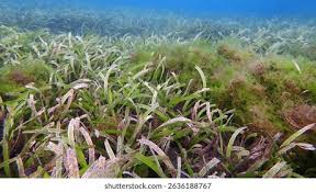 Image result for Thalassia