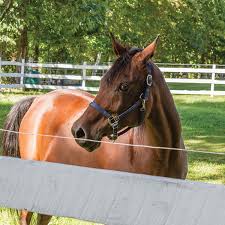 If you need to keep livestock contained, or wild animals and other intruders out of your yard, electric fencing may be a good option for you. Fitting The Fence To The Animal Choosing The Best Electric Fence For Your Needs Storey Publishing