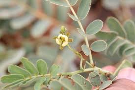 Image result for Senna italica