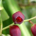 Image result for Agarista salicifolia